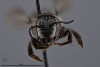 Media type: image;   Entomology 16268 Aspect: head frontal view